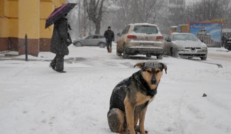 В районах создадут муниципальные службы отлова бродячих животных