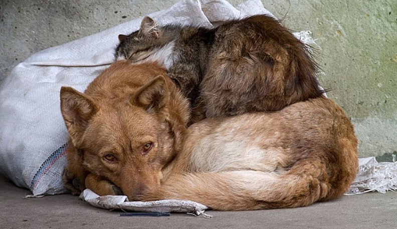 Юные калужские журналисты запустили флешмоб в защиту животных