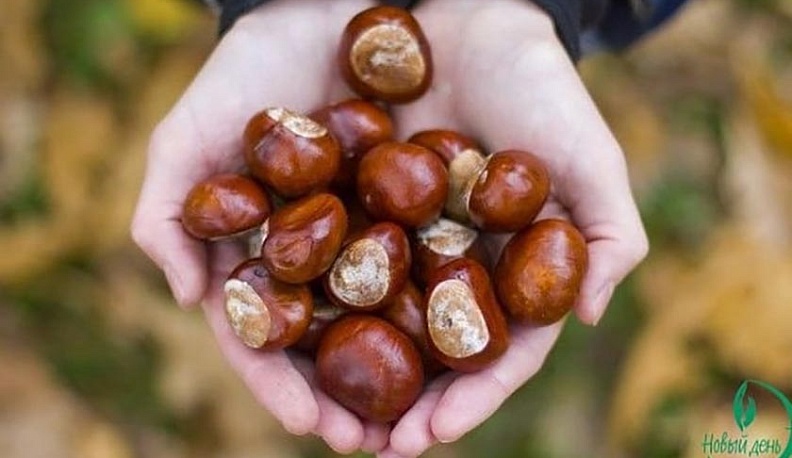 В Калуге собирают для детей 10 тысяч каштанов