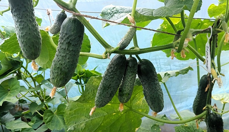 В Калужской области подешевели огурцы