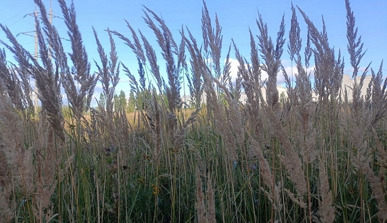 Россельхознадзор через суд заставил землевладельца привести в порядок заброшенные земли в Жуковском округе