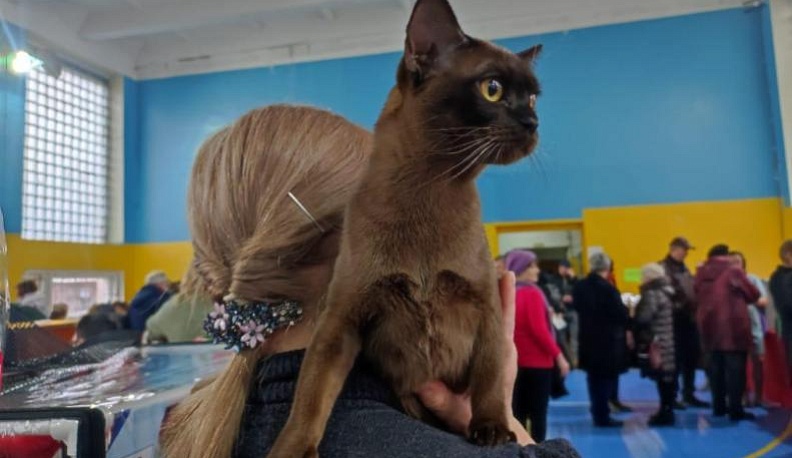 Бенгальская кошка