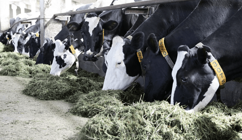 Калужская область третий год подряд занимает первое место по приросту производства молока в России 