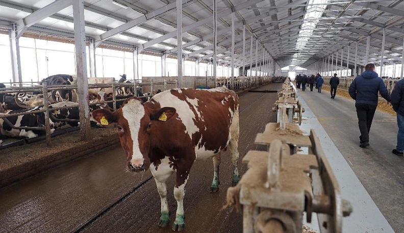 Молоко калужское - сыр брянский