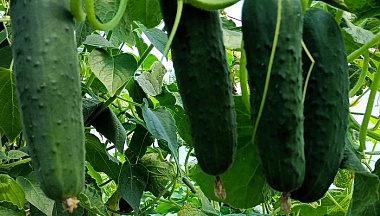 В Калужской области подешевели огурцы