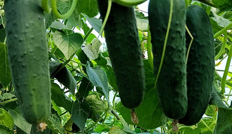 В Калужской области подешевели огурцы