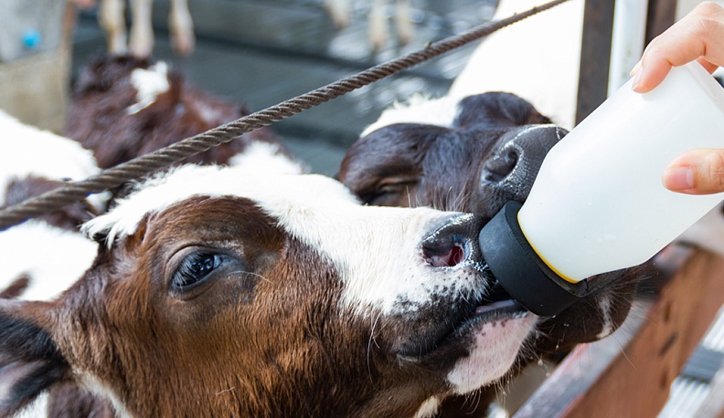 В малоярославецком сельхозпредприятии, работающем с 1932 года, раскрыли секрет успеха