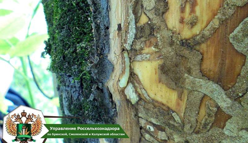 В Калуге установлена карантинная зона по ясеневой изумрудной златке