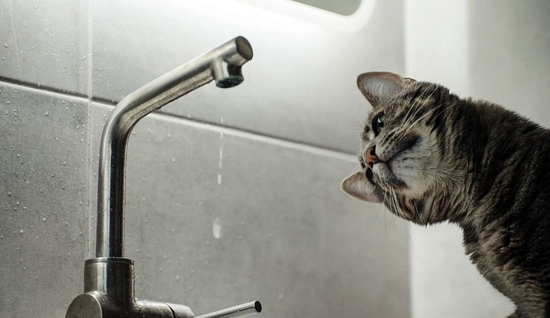 В пригородах Калуги на сутки отключат холодную воду