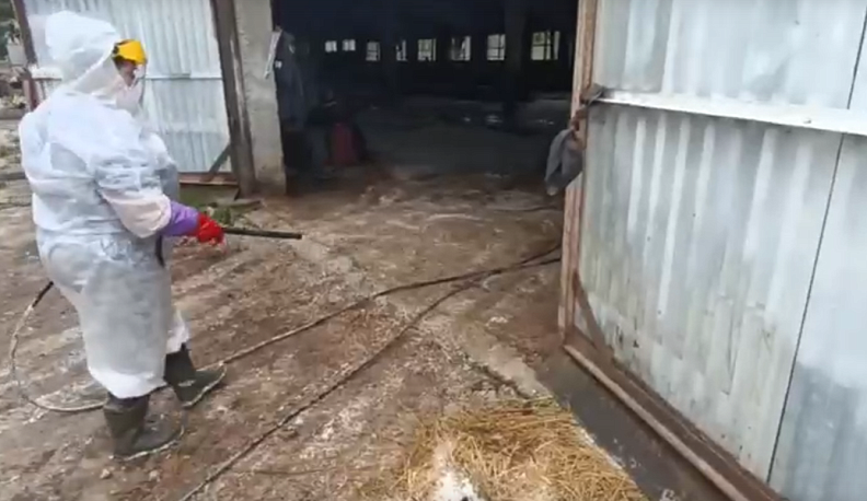 В Калужской области борются с опасным заболеванием скота