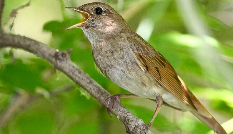 В Калуге с приходом весны запели соловьи