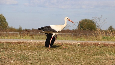 Спасение Есении