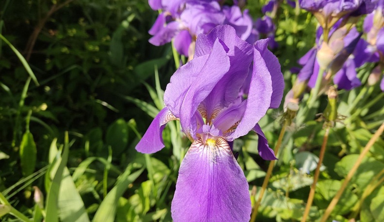 В Калуге дополнительно высадят 150 тысяч цветов