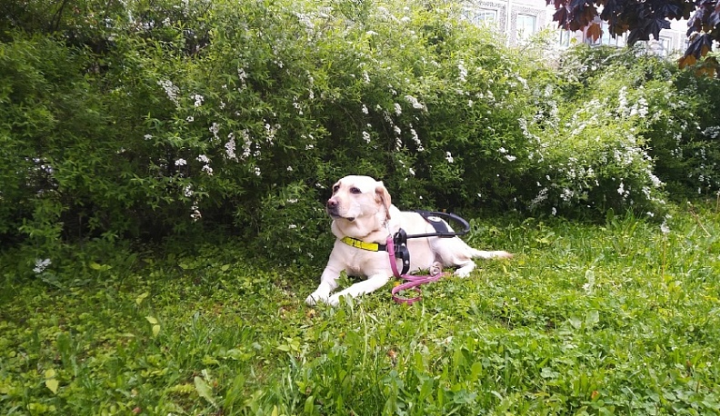 В Калуге наказали водителя автобуса, отказавшегося везти женщину-инвалида с собакой-поводырем