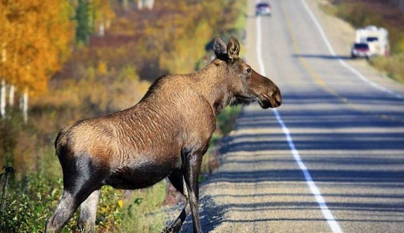 Калужских водителей предупредили о сезонной миграции копытных