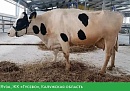 Калужская корова вошла в топ-5 самых продуктивных в России