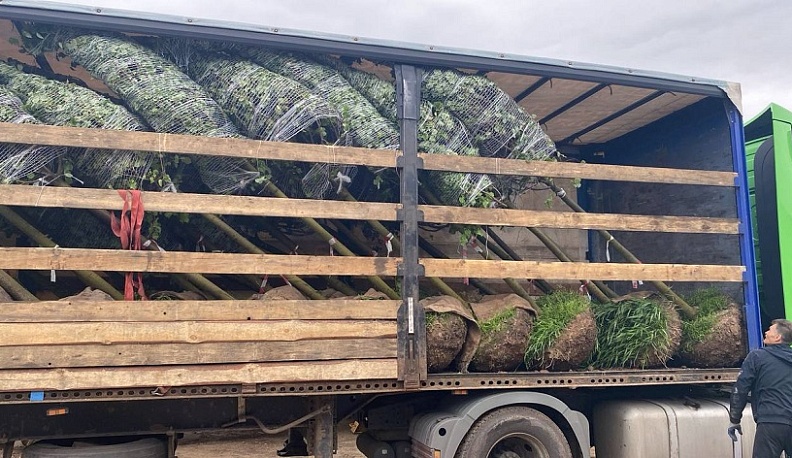 В калужском сквере Воронина высадят липы