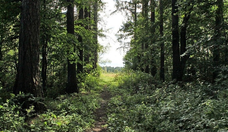 В Жиздринском районе привели в порядок дендропарк
