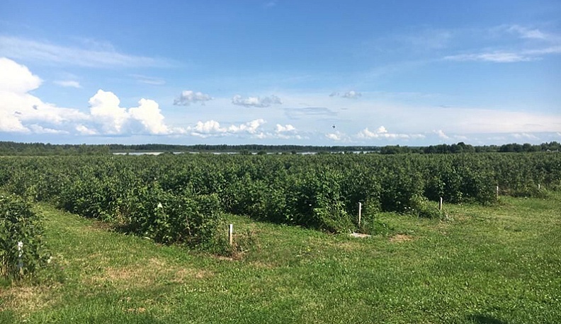 Семинар со вкусом малины