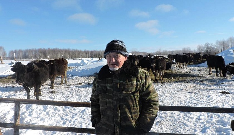 «Священные коровы» фермера Кузмина