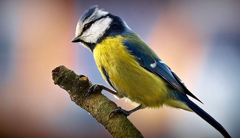 19 февраля в России отмечается День орнитолога