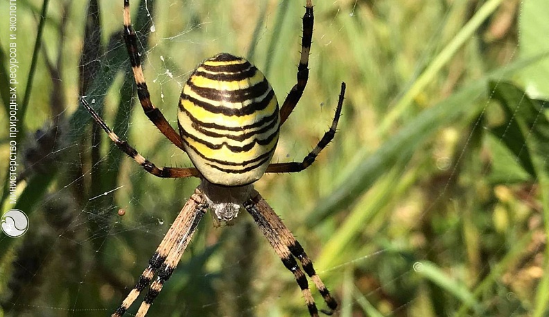 В Калужской области нашли ядовитых пауков