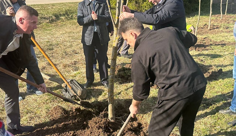 Калужские прокуроры высадили липовую аллею в память о Александре Степанове 