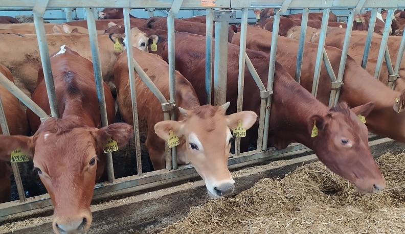 В Калужской области на 11% выросло производство молока