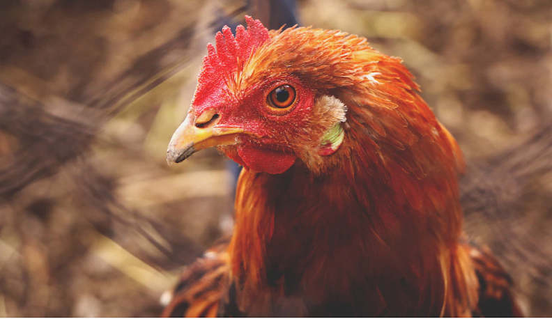 В Калужской области обнаружили еще два новых очага гриппа птиц