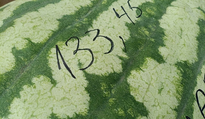 Самый большой арбуз вырастили в Жуковском районе