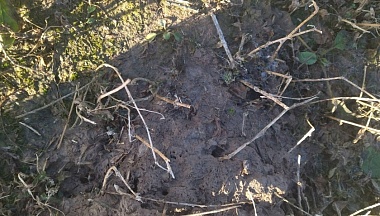 В Калужской области посчитали мышей