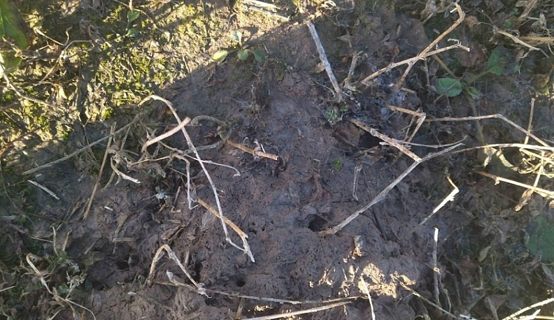 В Калужской области посчитали мышей