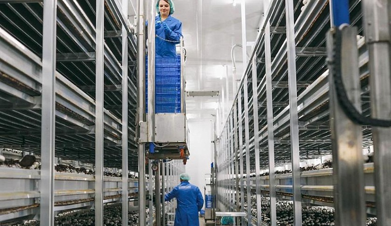 Компания «Мастер Гриб» вступила в нацпроект «Производительность труда и поддержка занятости» 