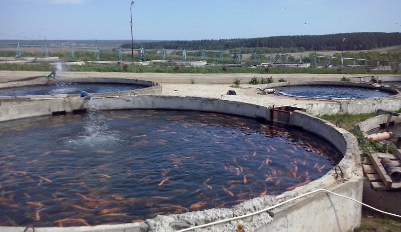 Ловите с нами