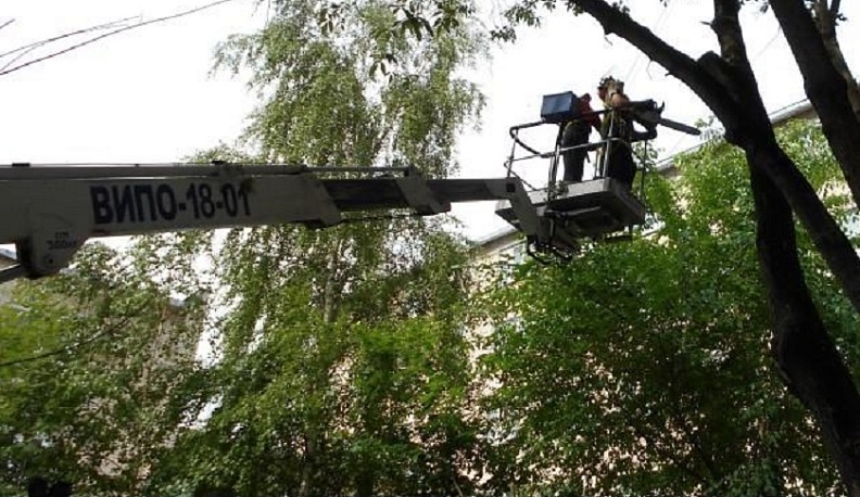 С 2020 года в Калуге спилили более 1000 больных ясеней