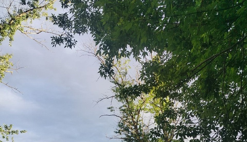 В Калуге сохраняется дождливая погода