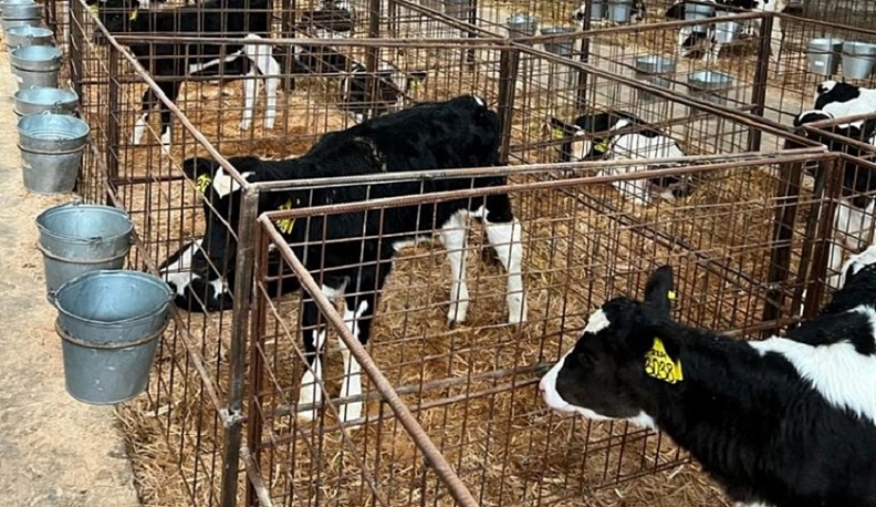 В Калужской области ежедневно производится более 1400 тонн молока