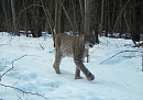 В объектив фотоловушки «Калужских Засеков» попала краснокнижная рысь