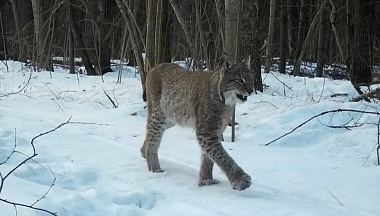 В объектив фотоловушки «Калужских Засеков» попала краснокнижная рысь