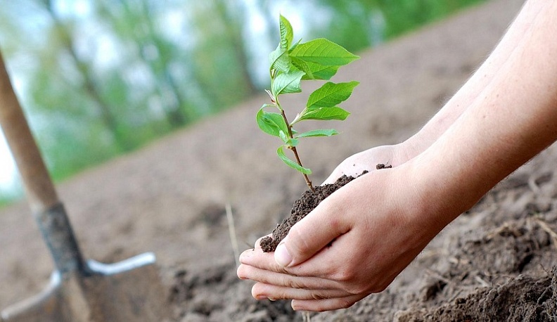 В Калуге пройдет Зеленый Марафон