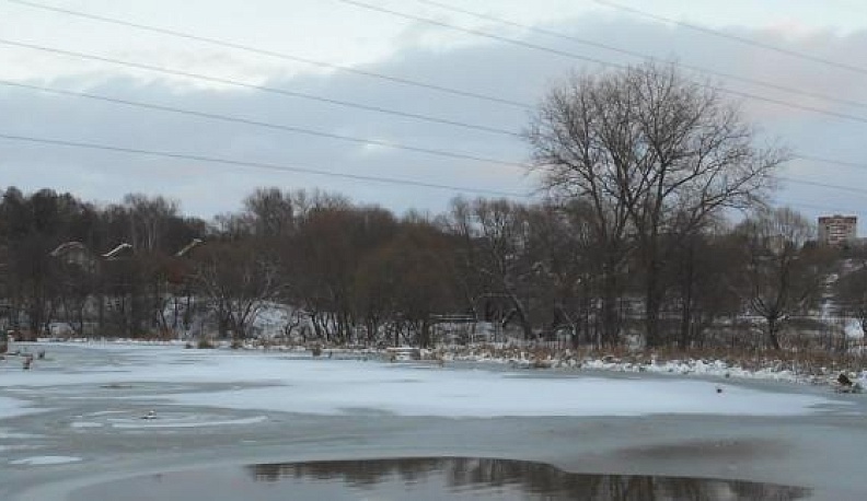 Утки, оставшиеся зимовать в Калужской области, могут не пережить зиму