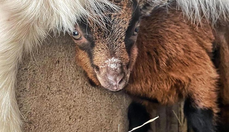 В зоопарке на Правобережье Калуги выбрали имя для камерунского козлёнка