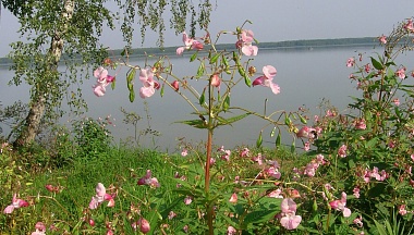 Бей зелёных оккупантов!