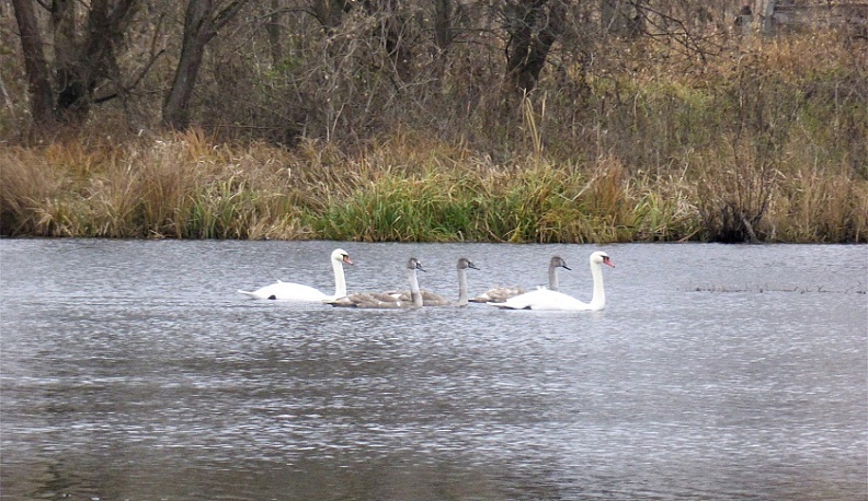 В Калужской области становится все больше редких лебедей-шипунов