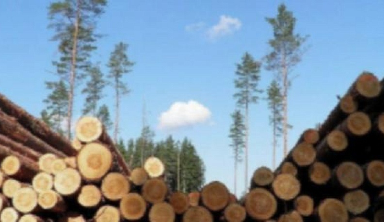 Черный лесоруб погубил больше тысячи деревьев