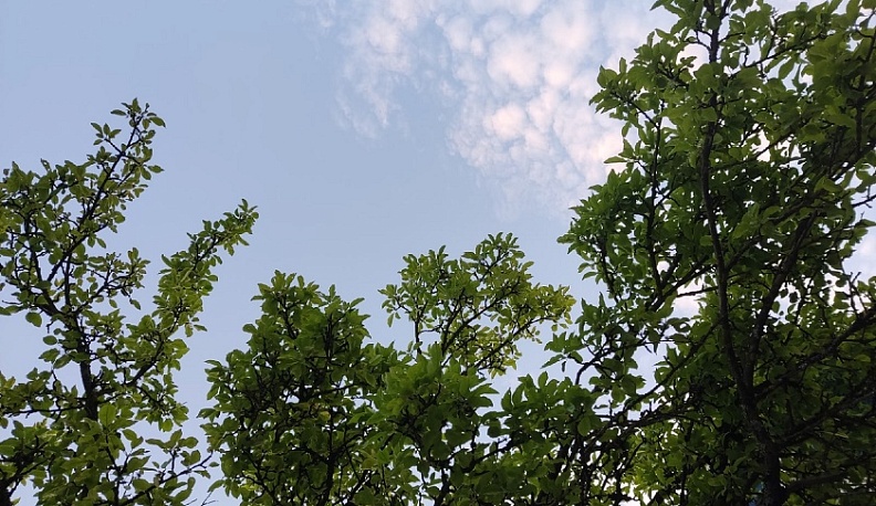 Калужане могут придумать талисман к всероссийскому экодиктанту