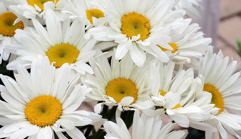 В Калуге в сквере Никитского храма отпраздновали День семьи, любви и верности
