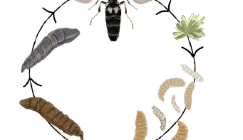 В Калуге на очистных планируют перерабатывать отходы с помощью личинок мух