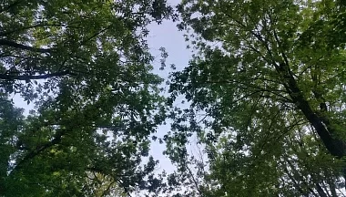 Бывший директор Людиновского лесничества приговорен к 3,5 годам лишения свободы